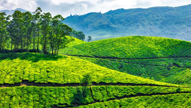  Mesmerizing Kerala